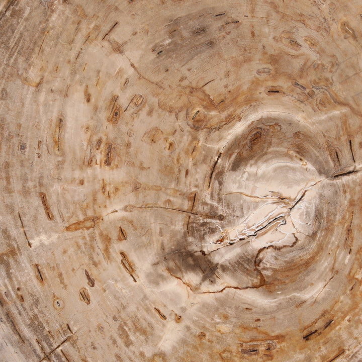 Samson Coffee Table Light Natural Large — Detail 1