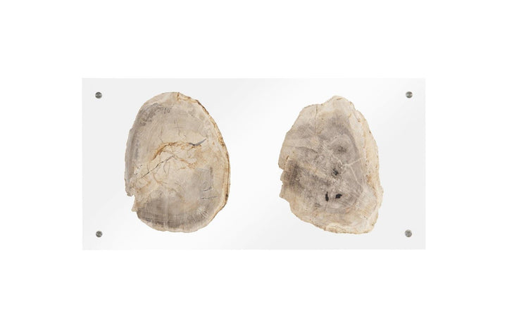 SwayLiving Floating Petrified Double Slice Wall Art WALL ACCENTS