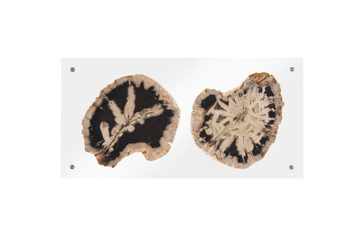 SwayLiving Floating Petrified Double Slice Wall Art WALL ACCENTS