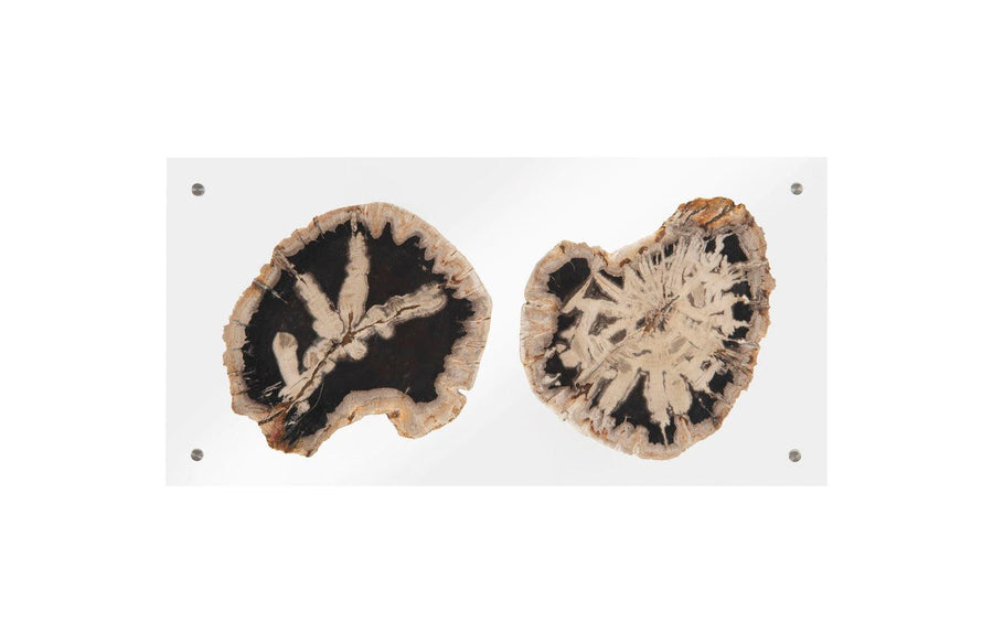 SwayLiving Floating Petrified Double Slice Wall Art WALL ACCENTS