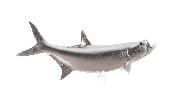 SwayLiving Tarpon Fish Wall Sculpture, Resin, Silver Leaf WALL ACCENTS