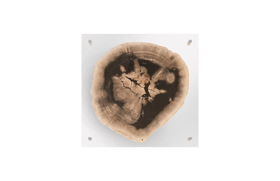 SwayLiving Floating Petrified Slice Wall Art, Assorted WALL ACCENTS